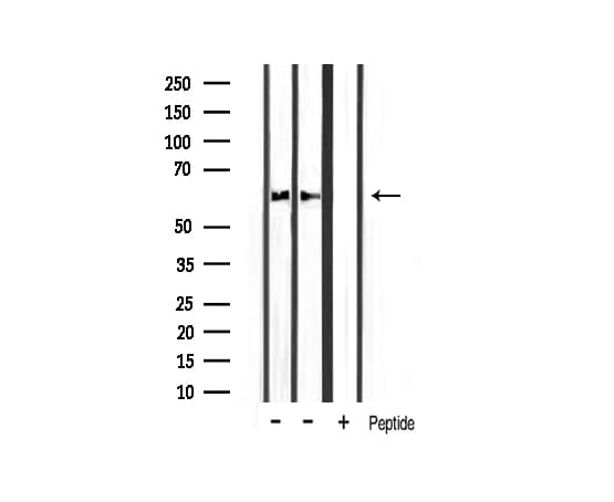 SRC Antibody