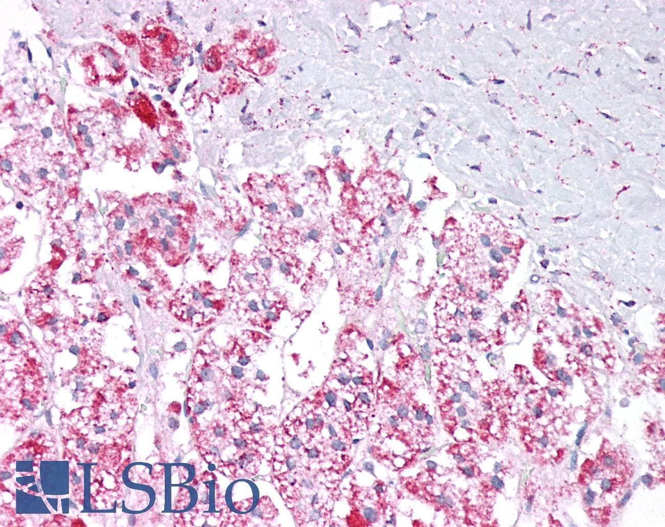 IHC-plus™ PARG Antibody