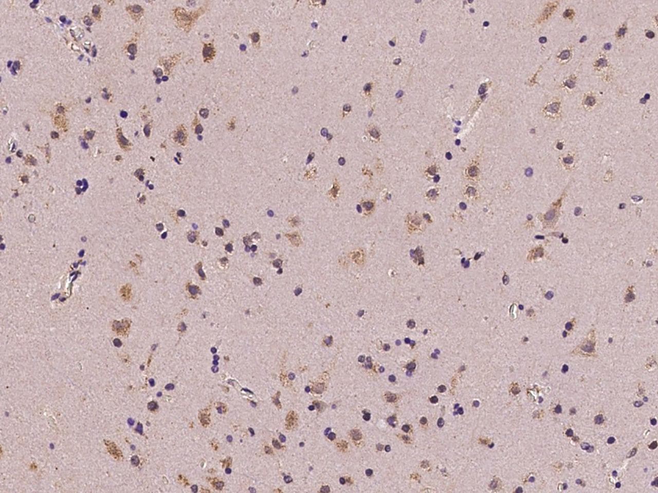 MGAT4A Antibody