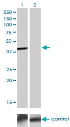 TFAP4 / AP-4 Antibody (clone 7A10)
