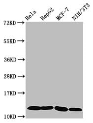 HIST1H4I Antibody