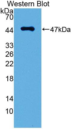 PDPN / Podoplanin Antibody (aa23-138)