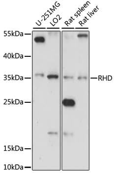 RHD Antibody