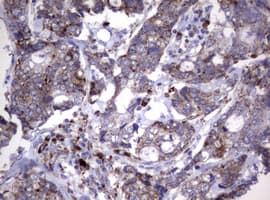 NEU1 / NEU Antibody (clone OTI3B3)