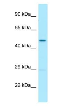QCR2 / UQCRC2 Antibody (aa337-386)