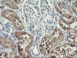 BBOX1 / BBOX Antibody (clone OTI1E11)