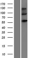 Human NPR3 Protein (Over-Expression Lysate Myc-DDK (Flag))