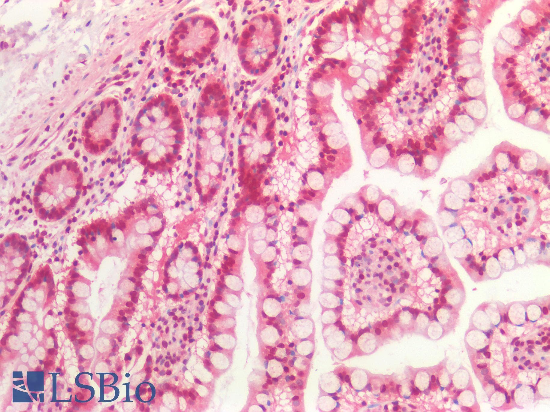 IHC-plus™ Polyclonal Rabbit anti-Human DNMT / DNMT1 Antibody (aa1603-1616, IHC)