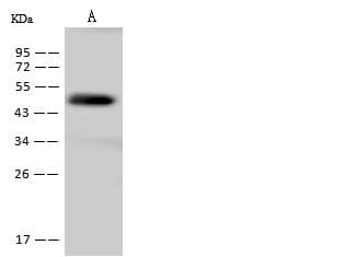 GMPR2 Antibody