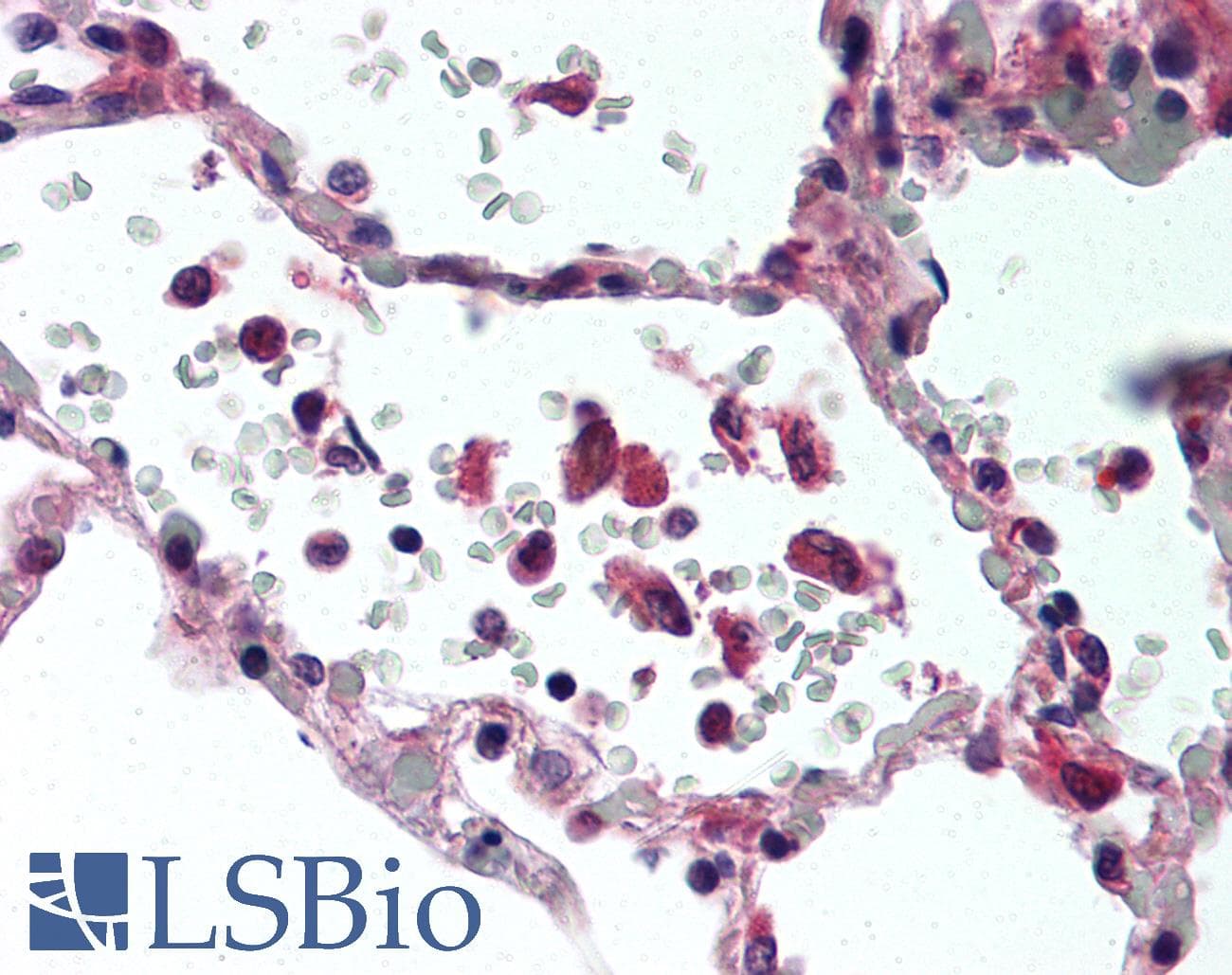 IHC-plus™ TNF Alpha Antibody (clone 52B83)