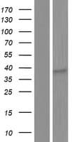 Human OR8I2 Protein (Over-Expression Lysate Myc-DDK (Flag))