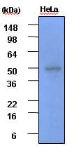 GSK3B / GSK3 Beta Antibody (aa341-420, clone 1F7)