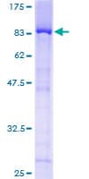 Human TULP3 Protein (Recombinant GST)