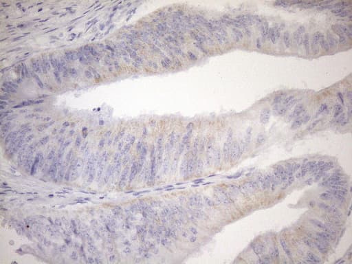 PPIF / Cyclophilin F Antibody (clone OTI1G8)
