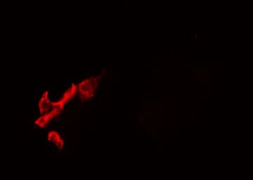 RPAP2 Antibody