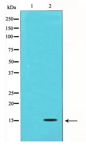 Polyclonal Rabbit anti-Human TGFB3 / TGF Beta3 Antibody (IHC, WB)