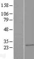 CAPSL Protein (Over-Expression Lysate Myc-DDK (Flag))