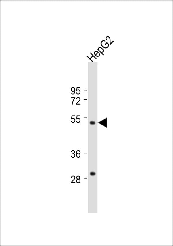 ZFP36L2 Antibody