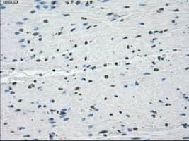 PPP5C Antibody (clone OTI5A8)