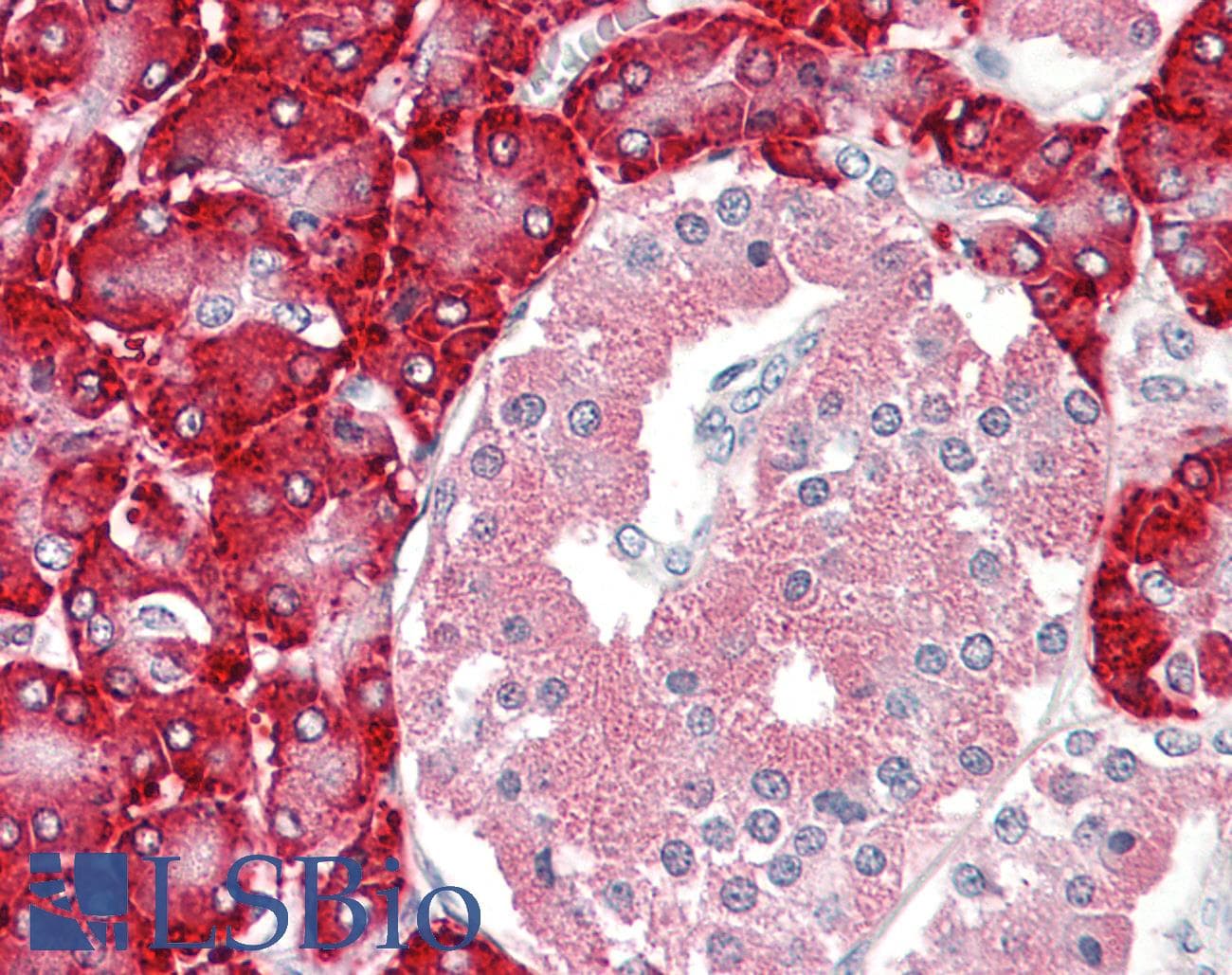 IHC-plus™ PDIA2 Antibody (aa129-141)