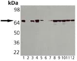 Monoclonal Mouse anti-Human Heat Shock Protein 70 / HSPA1A Antibody (clone C96F3-3, WB)