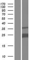 Human PITHD1 / C1orf128 Protein (Over-Expression Lysate Myc-DDK (Flag))