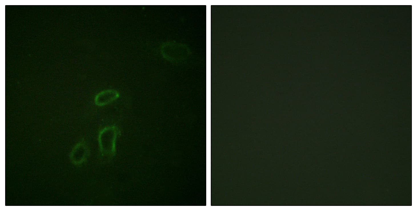 L1CAM Antibody (aa1147-1196)