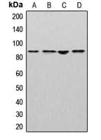 CUL2 / Cullin 2 Antibody (C-Terminus)