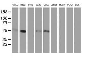 SERPINE2 / Nexin Antibody (clone OTI6F3, Carrier-free)