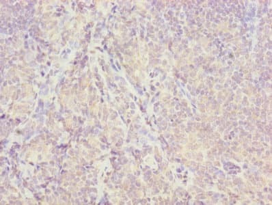 ISA2 / ISCA2 Antibody