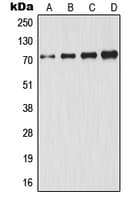GCLC Antibody (Internal)