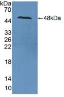 ENO2 / NSE Antibody (aa2-434)