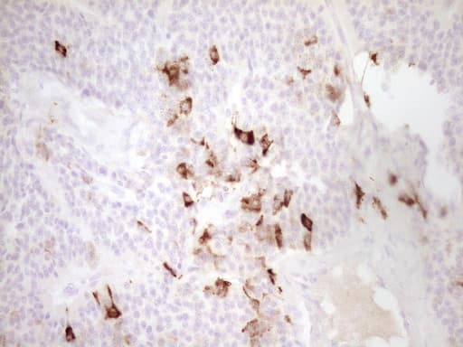 MMP3 Antibody (aa246-477, clone OTI2H6)