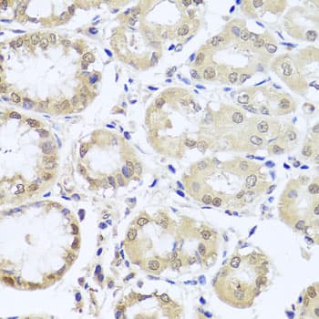 CGB7 Antibody