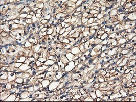 TUBAL3 Antibody (aa150-446, clone OTI1G6, Carrier-free)