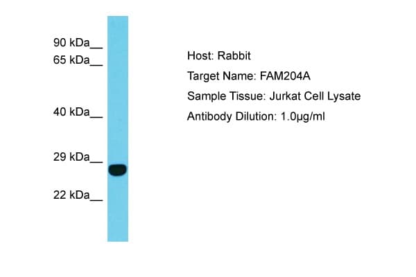 Polyclonal Rabbit anti-Human FAM204A / C10orf84 Antibody (aa27-76, WB)