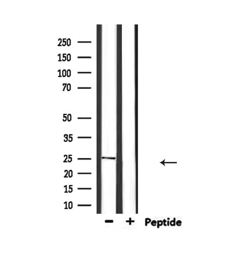 CD9 Antibody