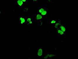 NEUROG1 / NGN1 / Neurogenin 1 Antibody (clone OTI5H10)