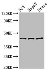STAC Antibody