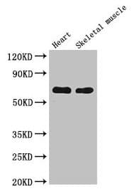 Carboxylesterase 1 / CES1 Antibody