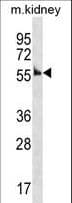 Polyclonal Rabbit anti-Mouse CCNA1 / Cyclin A1 Antibody (aa162-188, WB)