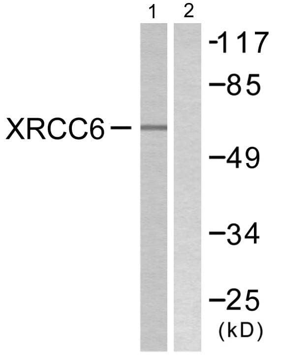 XRCC6 / Ku70 Antibody