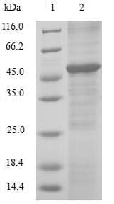 Human RAN Protein (Recombinant GST, N-terminus)