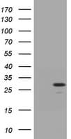 TRAPPC4 / Synbindin Antibody (clone OTI4B5)