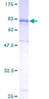 Human ICAM3 / CD50 Protein (Recombinant GST)