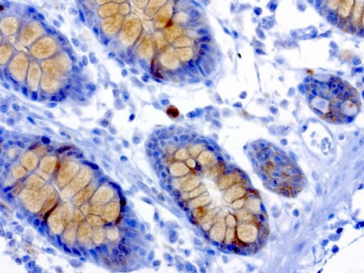MSI1 / Musashi 1 Antibody (clone UMAB127, Carrier-free)