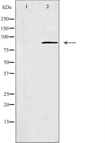 Polyclonal Rabbit anti-Human GPR156 Antibody (IF, WB)