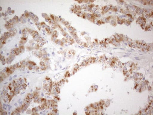 Monoclonal Mouse anti-Human CD40 Antibody (clone OTI8B8, Carrier-free, aa21-166, IHC, WB)