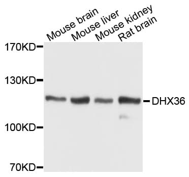 DHX36 Antibody