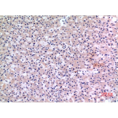 CMTM6 / CKLFSF6 Antibody (131-180 aa, C-terminal)
